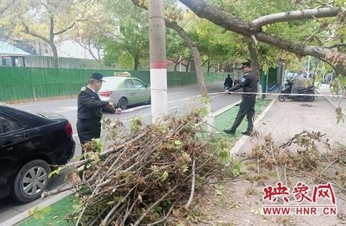  抢修|树枝断裂挡住人行道 绿化部门及时抢修