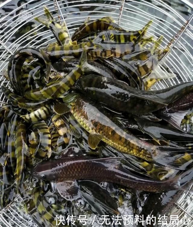 美味|小时候这鱼被拿来喂鸡,而现在成为了美味,卖上百元一斤