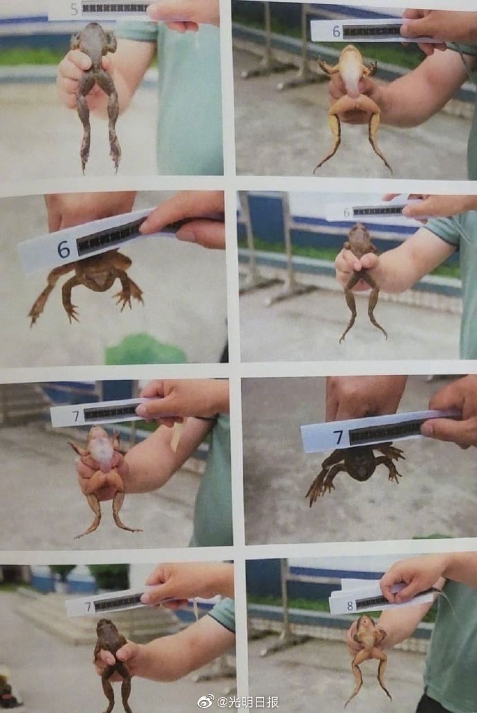 判刑|三男子捕捉23只野生蛙被判刑