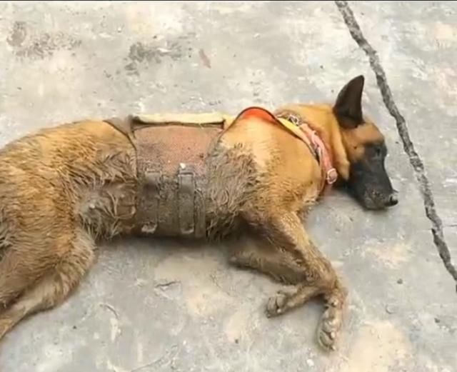  搜救|害怕打疫苗的搜救犬勇敢上前线了，满身泥泞累倒在地上