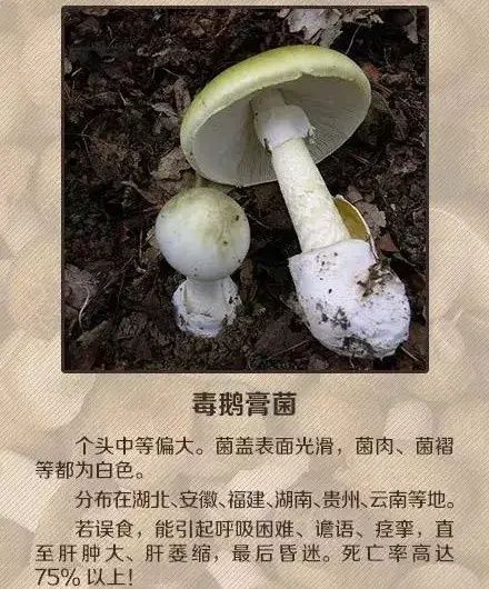 女子|吃了这个东西后,女子报警:家里进了4个贼