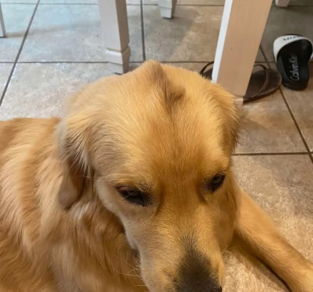  山区|越野选手山区不慎跌断骨，流浪狗一个举动救了他一命