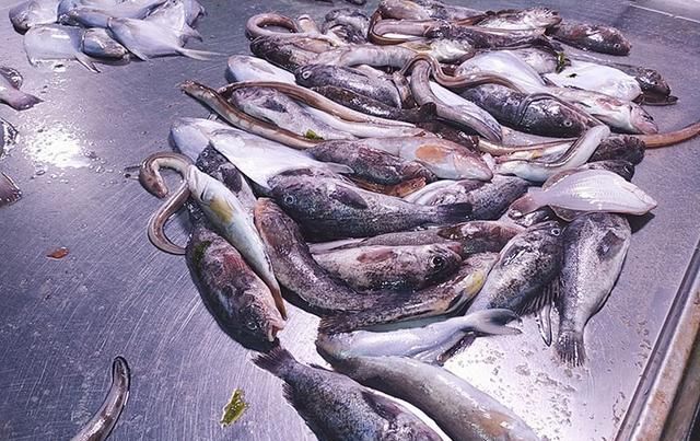  保鲜|鱼类保鲜全攻略，卖鱼人三十年的老经验8个方法，让你的鱼更新鲜