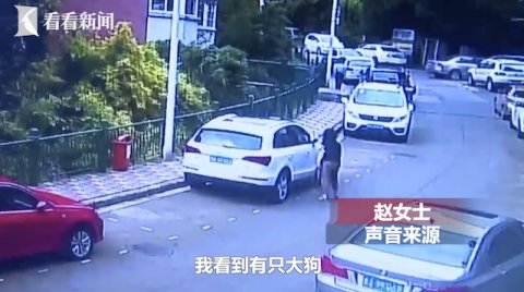  过路|秋田犬发狂连扑多人 过路大爷被咬到动脉