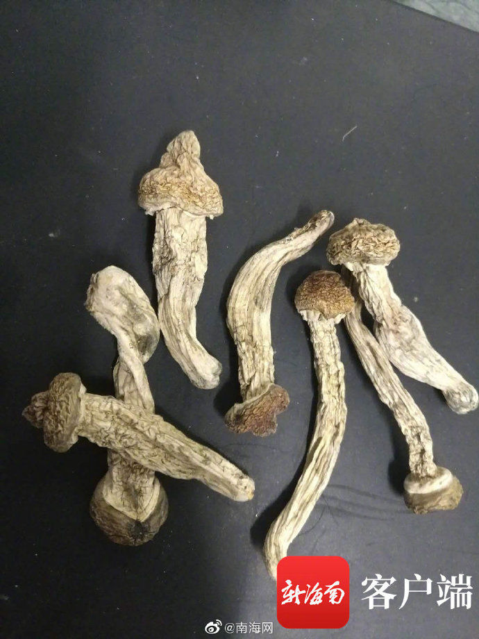 出动|新型毒品“茶树菇”、K3现身三亚!警方出动抓捕……