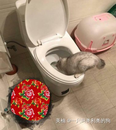  亲亲|主人每天抱着猫咪亲亲抱抱举高高，后来看见这一幕，再也不亲它了