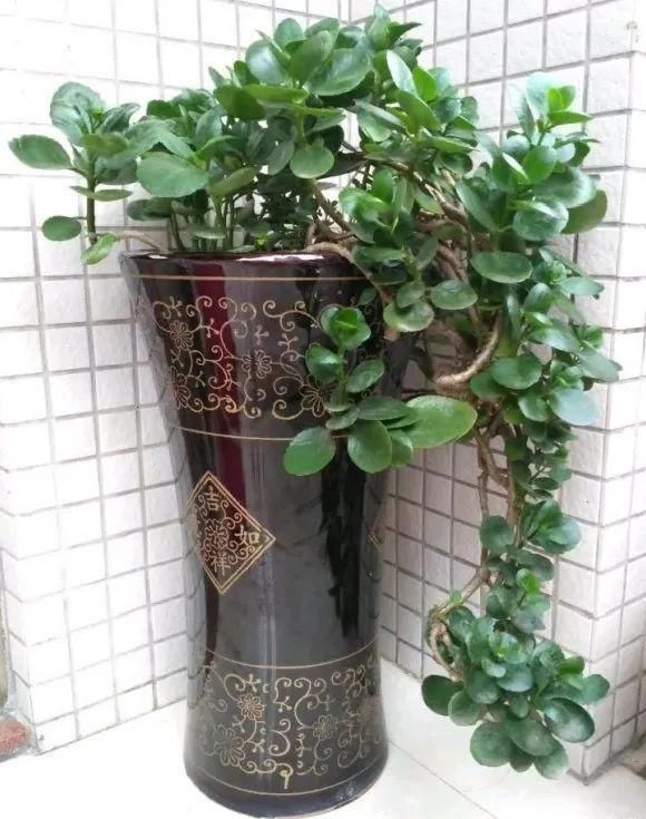 养成|最大的长寿老桩，7年时间，养成盆景！