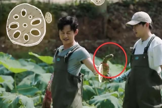 狠狠|《向往4》安排嘉宾挖藕,却被质疑是作秀,官博公开科普狠狠打脸