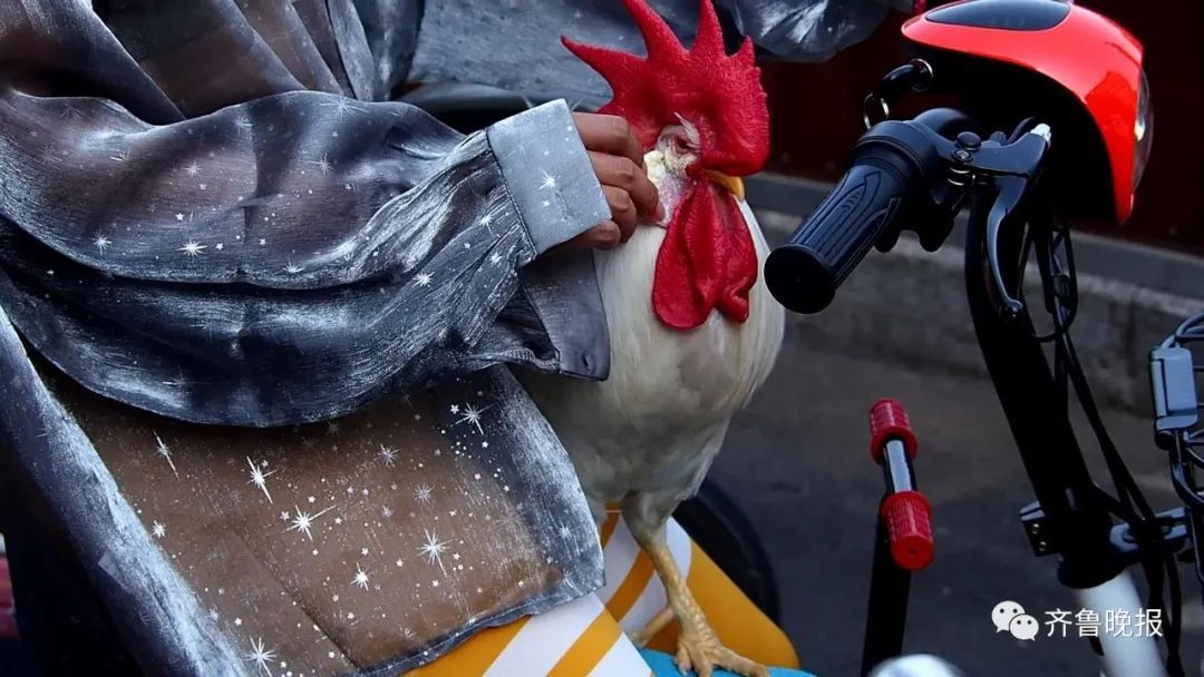  主人|济南一公鸡每天坐儿童座椅陪主人上班！网友：路过饭店的时候慌不慌…