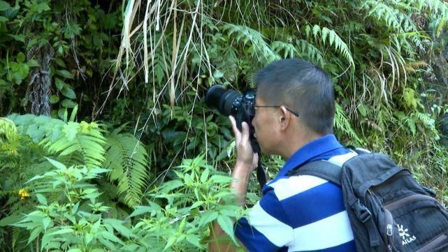 景宁|失踪135年，珍稀植物“湿地玉凤花”重现景宁