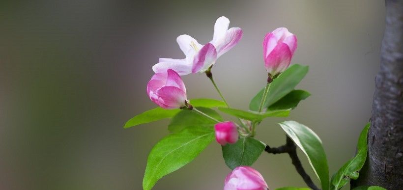  四大|8月开始工作顺心如意，霉运走开，家中坐镇财神的四大生肖