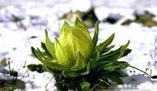 青海人参果|青海不止有美景,还有这些特产美食受大家欢迎,一定不能错过哦