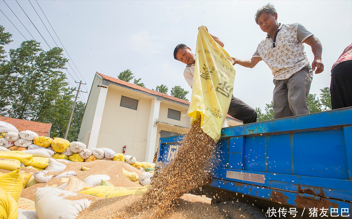 猪价“开涨”，小麦、豆粕“坐滑梯”，豆粕下跌35.6%，发生了啥