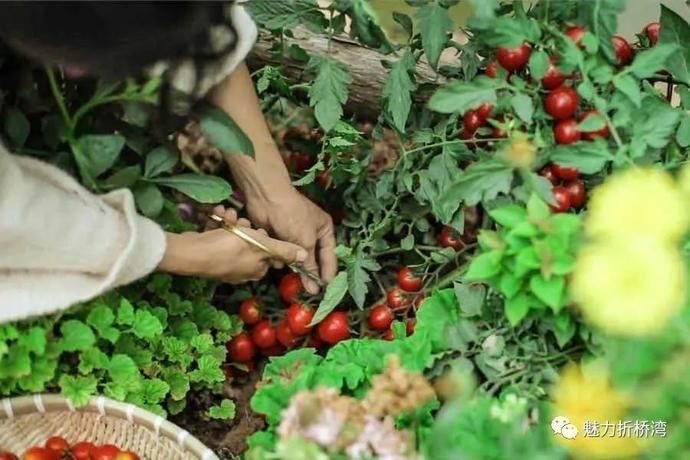  诗意|你与李子柒的诗意生活，只差一个“慈王农庄”！