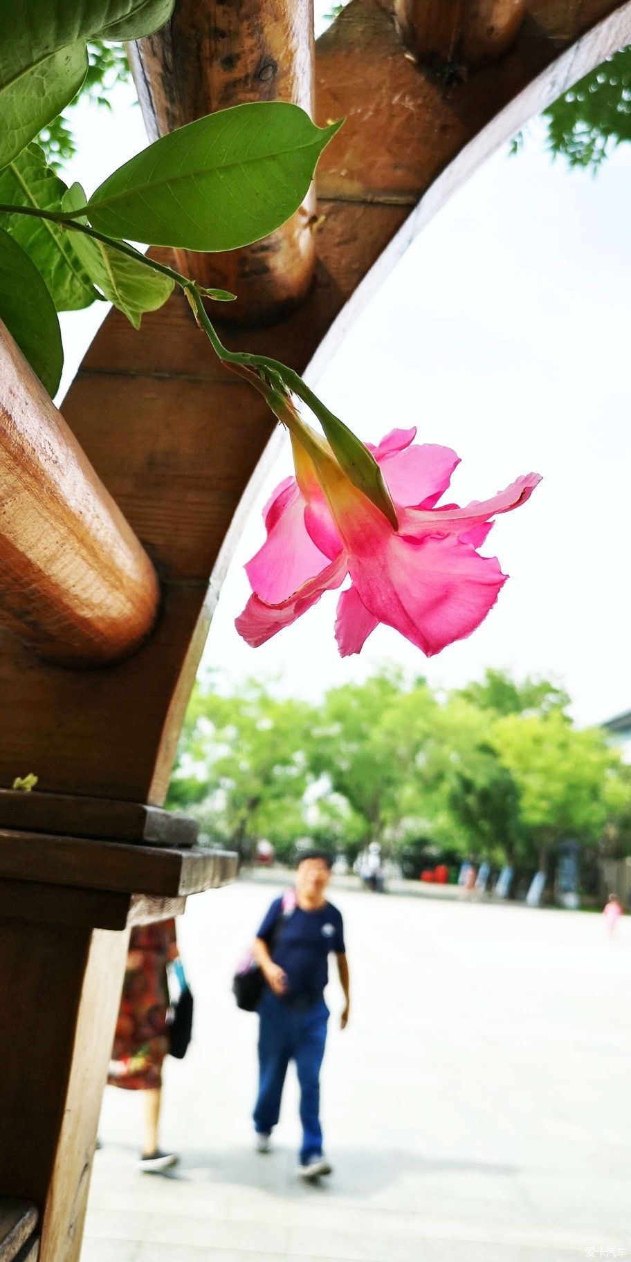  博物馆|游览中国园林博物馆