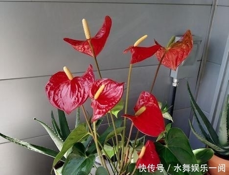 很快|红掌只长叶子，多注意这个细节，很快就可以花红叶绿，热烈喜庆