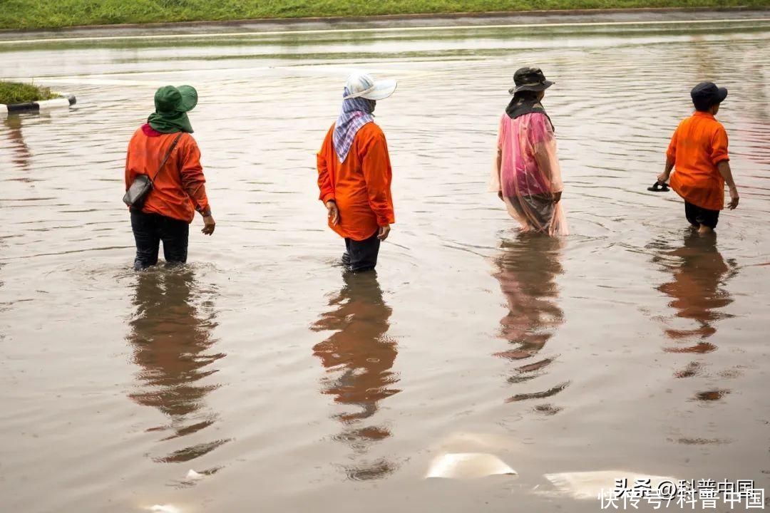 雨后蹚水走路小心“烂脚”(雨后蹚水走路，小心“烂脚”！建议这样做)