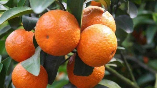  定植|沙糖桔一般可以长多高？沙糖桔怎么种植能长得又快又好？