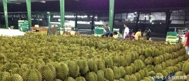 榴莲|马来西亚鼓励大规模种植榴莲,以满足中国对榴莲的需求!