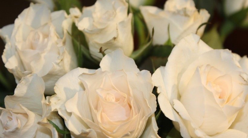  四大|7月下旬，大吉大利，四大生肖鸿运当头，事业顺利，爱情甜如蜜