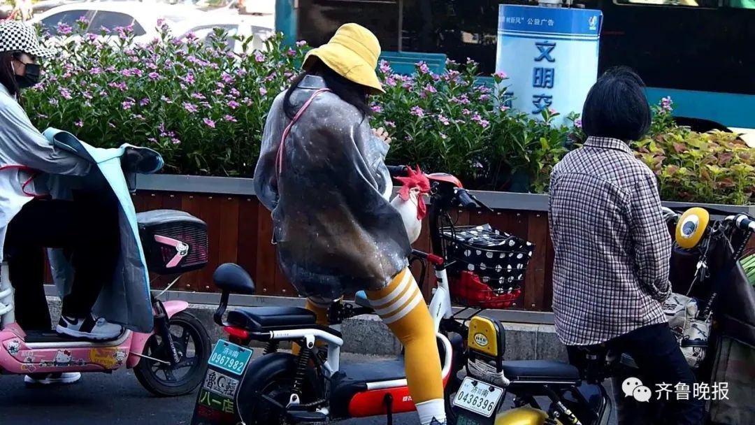  主人|济南一公鸡每天坐儿童座椅陪主人上班！网友：路过饭店的时候慌不慌…