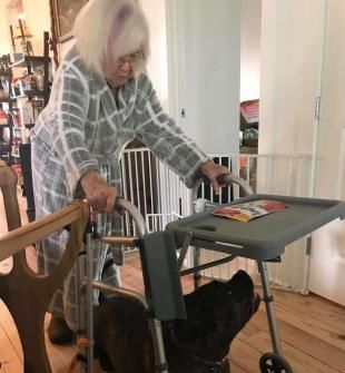 棒棒糖|狗被主人遗弃，主人的话让人愤怒，被救后，狗用行动报恩