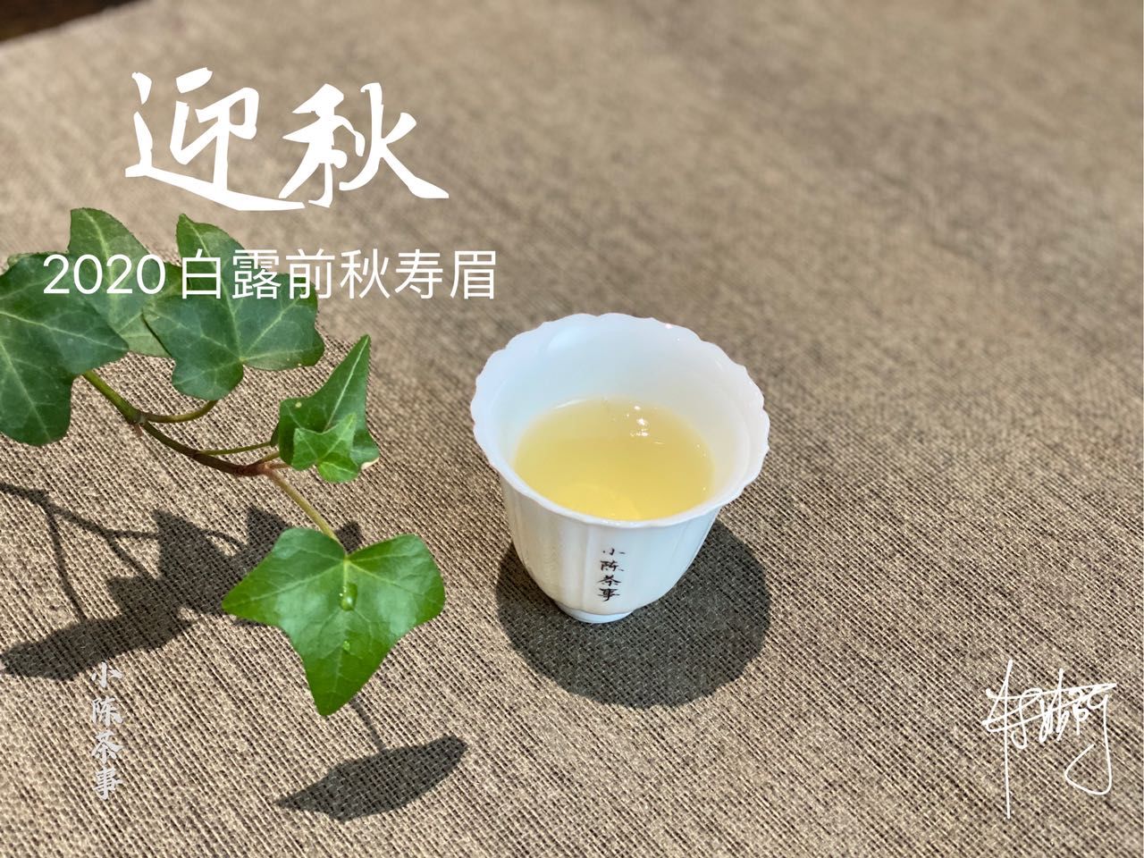 买秋白|买秋白茶总是踩坑,怎么办?别灰心,避开这三大误区,秋茶喝起来