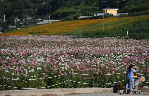  江南|南泥湾成鲜花湾，再现“陕北好江南”