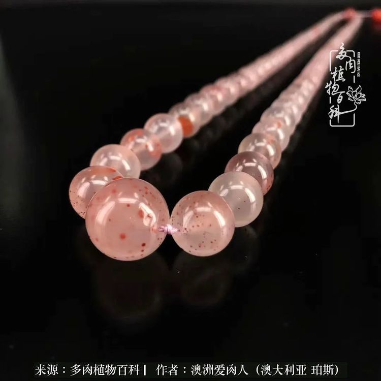 血放|多肉让你把血放，文玩掏空你家当，你要在哪个坑里乘风破浪？