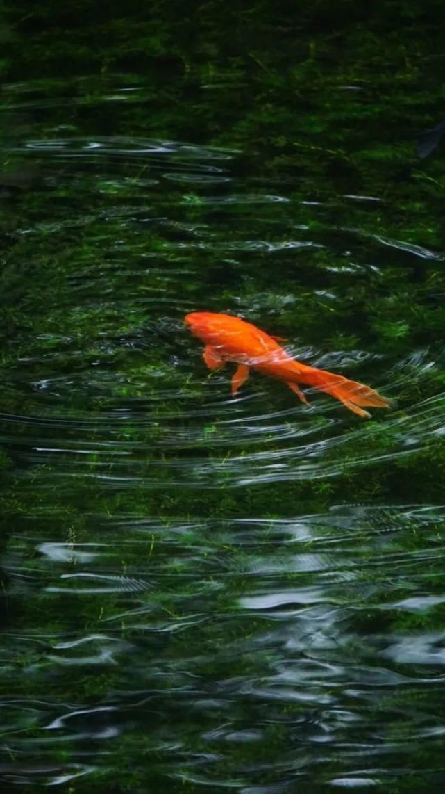 静心|风雅之味,静心解暑