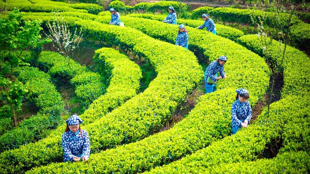 第十二届四川国际茶业博览会5月开幕 宜宾将作为主题市亮相
