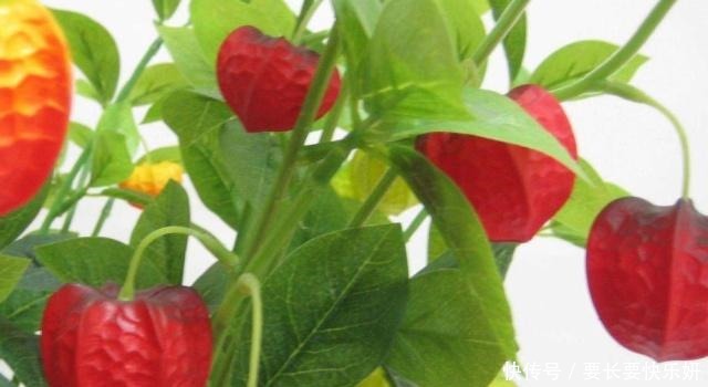 明明|明明是中国水果,被老外“改头换面”后,就价格翻倍,在中国热销