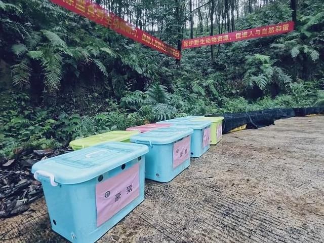 放生|豹猫、红隼、果子狸......在南宁的公园里遇到它们别激动