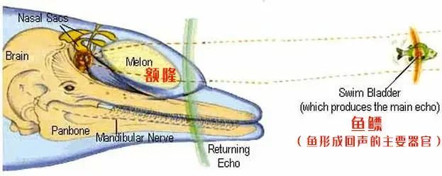  鲸鱼|怎么你说薄荷这两天出现的又不是鲸了？抬杠有意思吗？有！