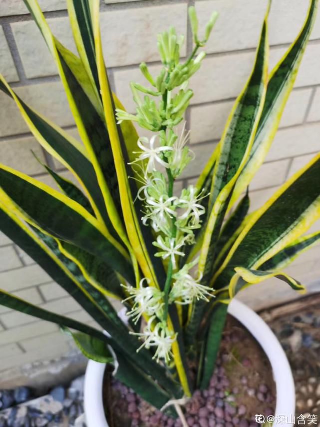  花苞|9月施肥季，这花赶紧贴秋膘，才能爆开花！