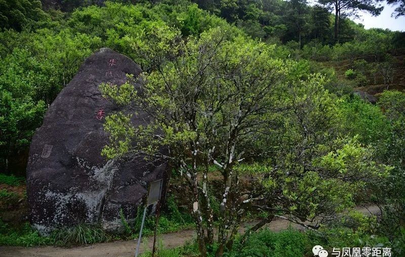 辣味|这茶有点生姜辣味,单丛茶…
