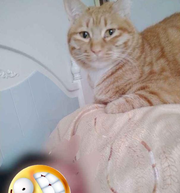 听说|听说跟猫同眠会睡得更香？网友：让你见识一下，什么是半夜蹦床迪