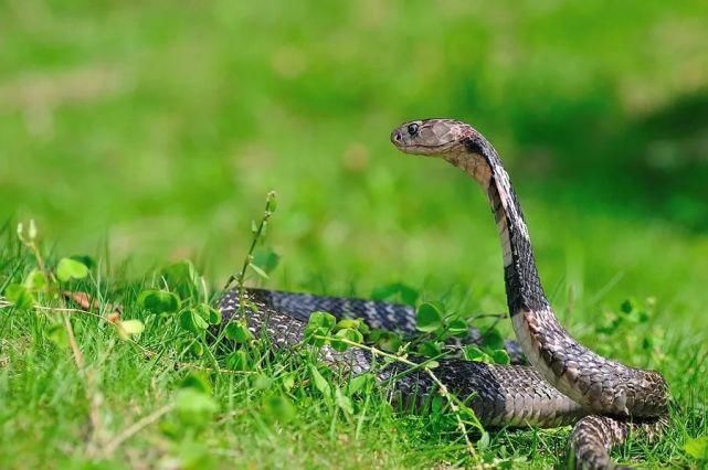  大伯|心好大！缙云程大伯被五步蛇咬伤，只是用水冲了冲……