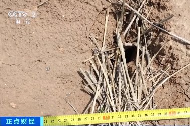 古墓|四沙雕摸金校尉盗墓寻宝! 工具不行挖一米就放弃 民警:非真古墓