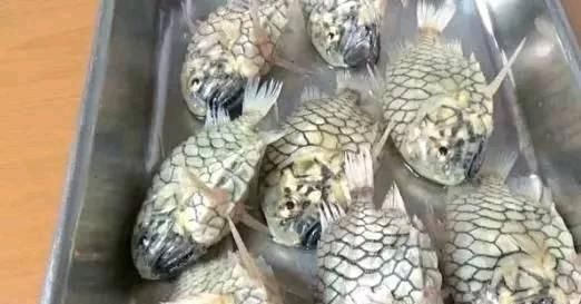 无可奈何|最“坚硬”的鱼,菜刀都对它无可奈何,想吃到它不容易啊