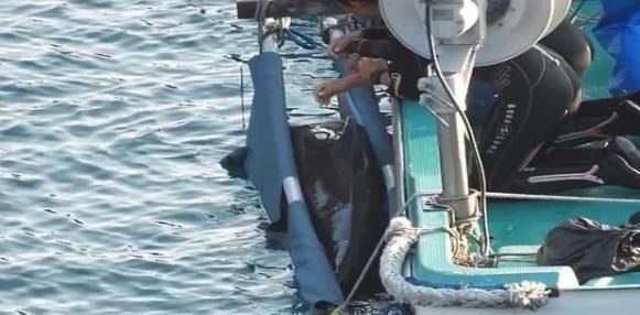  令人|海豚聚在一起“求安慰”，互相摩擦？背后的原因令人心碎