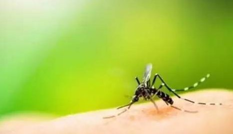  蜜蜂蜇伤|夏天被虫子咬该怎么办 这几种虫咬伤需注意