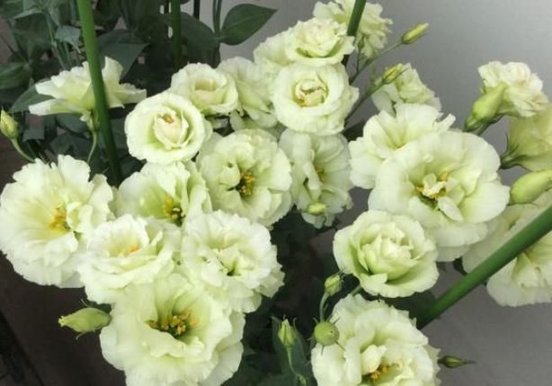 漫天|本周结束后，桃缘漫天，爱神助攻，旧情始终不变，复合再相爱