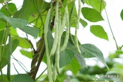幼苗|四季豆的种植和日常管理