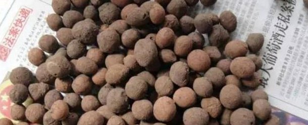 枝头|盆里扔2样东西,养花10年不烂根,叶子油光瓦亮,花苞挂满枝头!