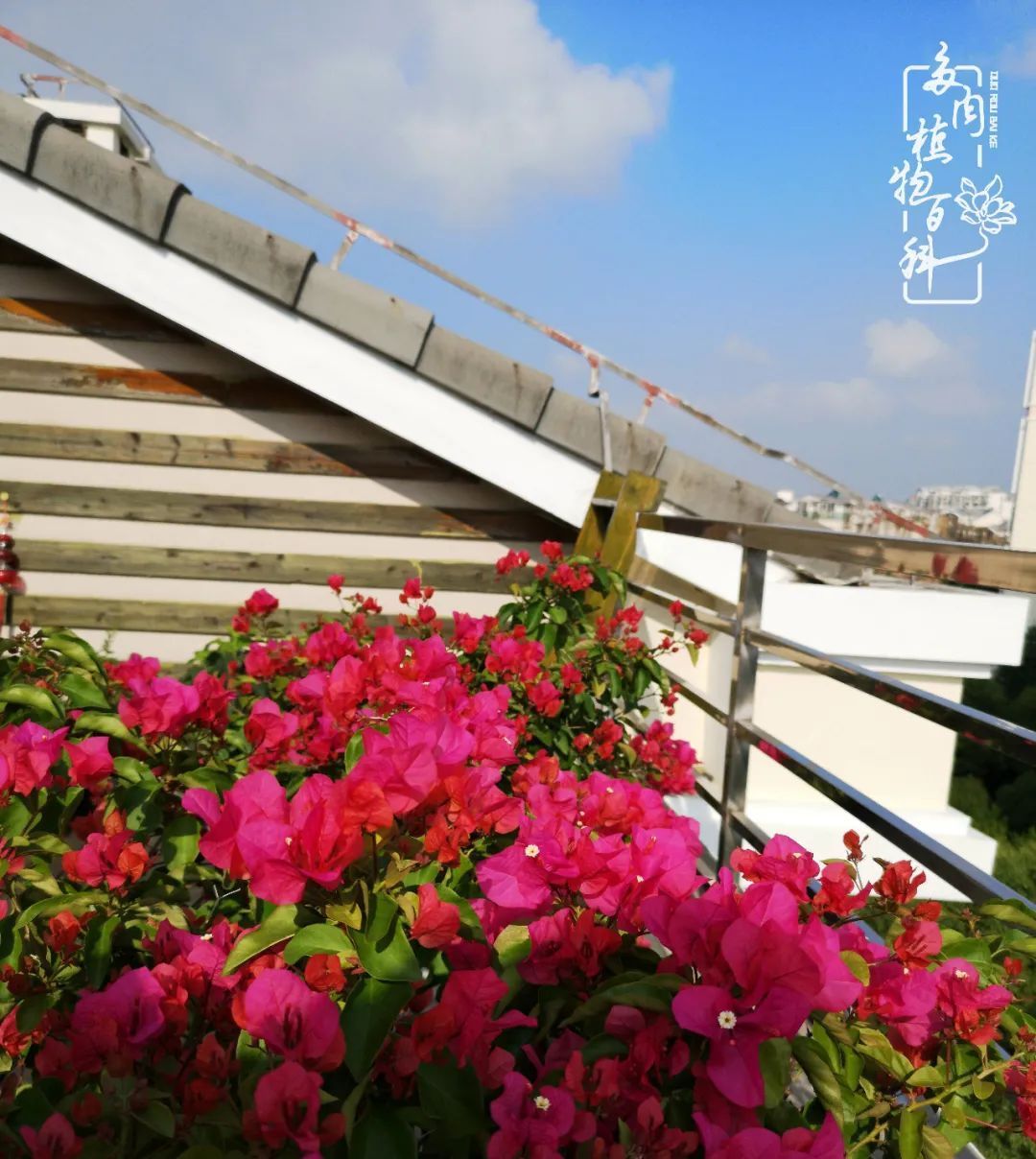  萌化|当粉粉的多肉捧在手心，我体验到了什么叫“萌化了心”