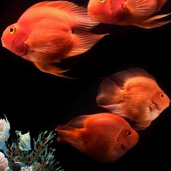  发现|如何发现鱼儿患上寄生虫病