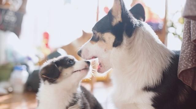  养狗|狗狗也来“大姨妈”？动物的大姨妈你了解多少