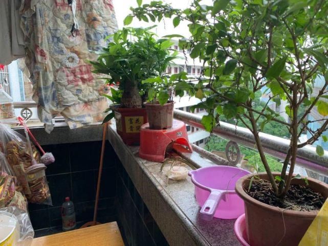 反转|57岁阿姨被楼下男子骚扰三年？结局反转再反转……