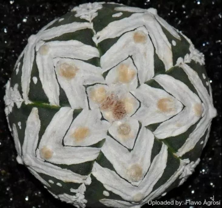  人养|每个人养肉人都应该学会鉴赏“兜”